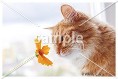 [3月] ノルウェージャン フォレスト キャット