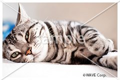 [7月] アメリカン ショートヘア