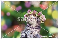 [9月] アメリカン ショートヘア