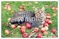 [10月] ミックス