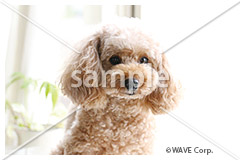 [7月] トイ プードル