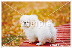 [11月] ペキニーズ