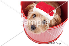 [12月] ノーフォーク テリア