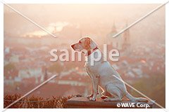 [1月] ラブラドール レトリーバー