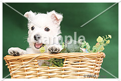 [2月] ウエスト ハイランド ホワイト テリア