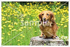 [3月] ミニチュア ダックスフンド