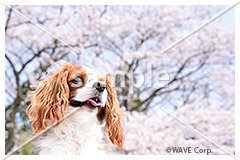 [4月] キャバリア