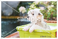 [8月] シベリアン ハスキー