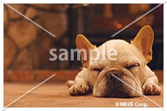 [10月] フレンチ ブルドッグ