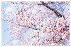 [4月] 桜