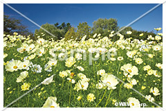 [11月] コスモス