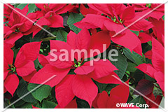 [12月] ポインセチア