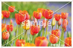 [3月] チューリップ