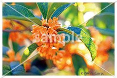 [10月] キンモクセイ