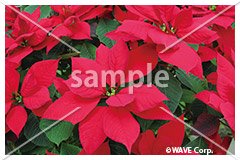 [12月] ポインセチア