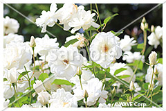 [1月] シュネーヴィッチェン