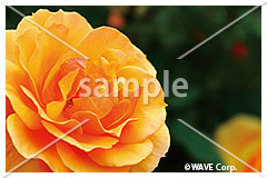 [2月] アバウト フェイス