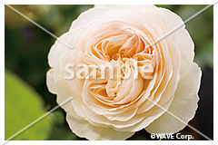 [4月] ブランピエールドゥロンサール