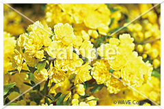 [5月] サイベリアン