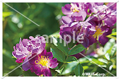 [7月] ブルー ランブラー