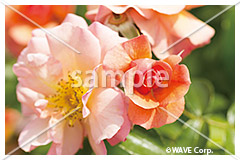 [8月] アプリコーラ