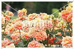 [10月] ブラスバンド