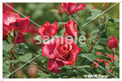 [11月] ブラック ティー