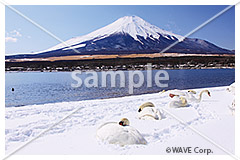 [2月] 冬晴れの富士山と白鳥