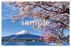 [4月] 富士山と桜
