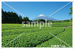 [5月] 富士山と茶畑