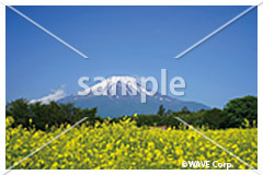 [6月] 富士山とキカラシ