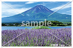 [7月] 富士山とラベンダー