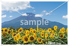 [8月] 富士山とヒマワリ