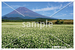 [9月] 富士山と蕎麦の花