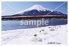 [2月] 冬晴れの富士山と白鳥