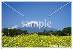 [6月] 富士山とキカラシ