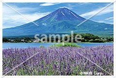 [7月] 富士山とラベンダー