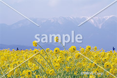 [3月] 湖岸の菜の花