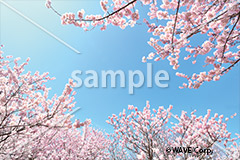 [4月] ソメイヨシノ