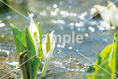 [5月] 水芭蕉