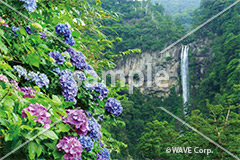 [6月] 那智の滝の紫陽花