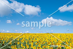 [8月] 向日葵と夏空