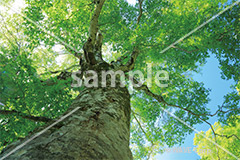 [9月] 白神山地のマザーツリー