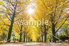 [11月] 銀杏並木