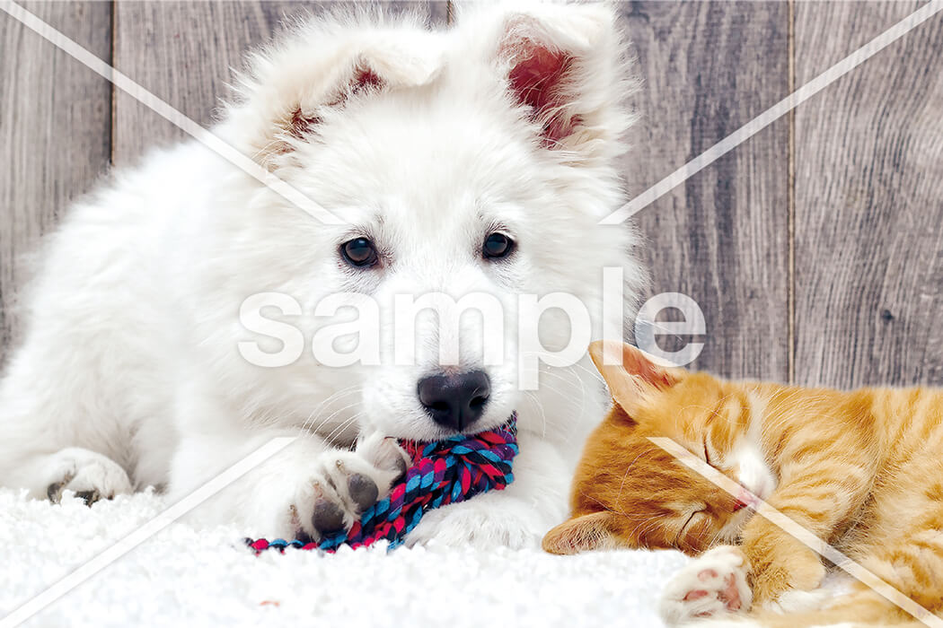 シェパードとMix（茶トラ）