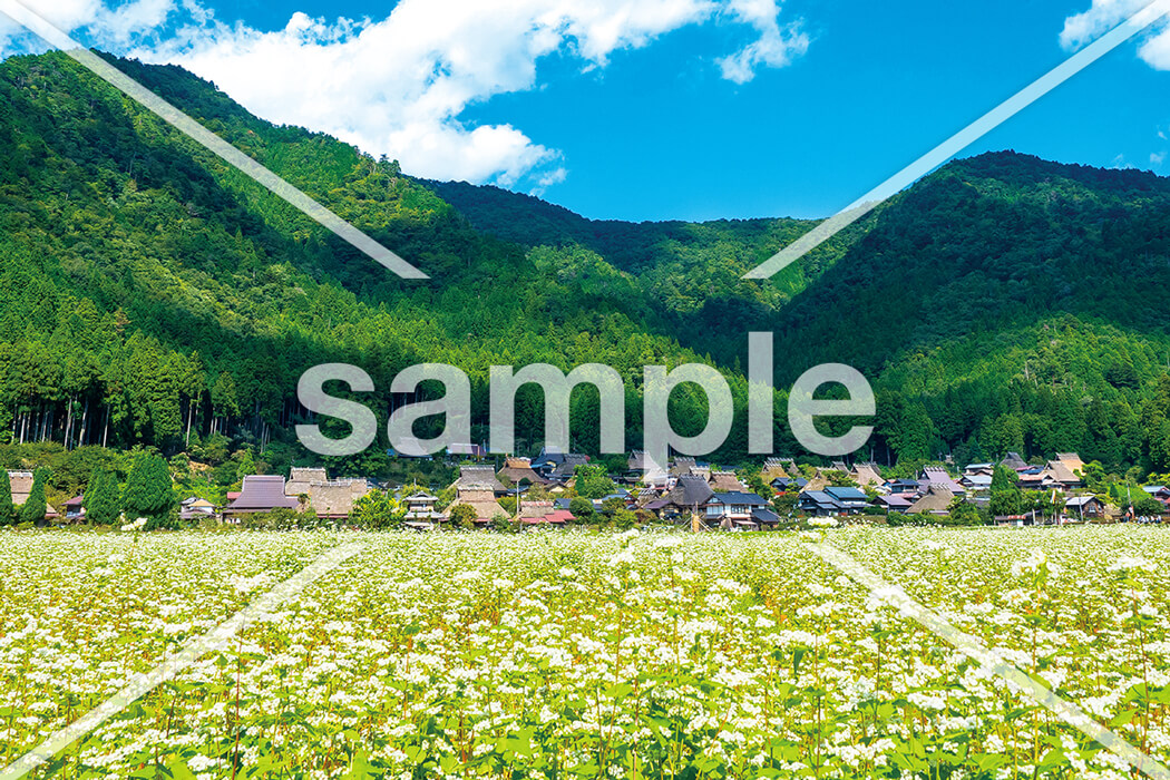 蕎麦の花と里山風景