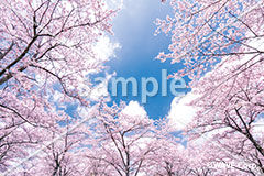 [4月] 満開の桜