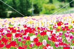 [5月] 色とりどりのチューリップ