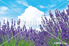 [7月] ラベンダー畑