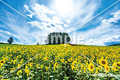 [8月] ひまわり畑